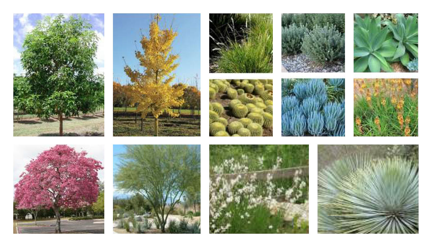 Trees & Shrubs