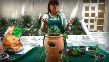 Herb Gardening in a Pot video
