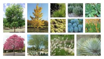 Trees & Shrubs photo